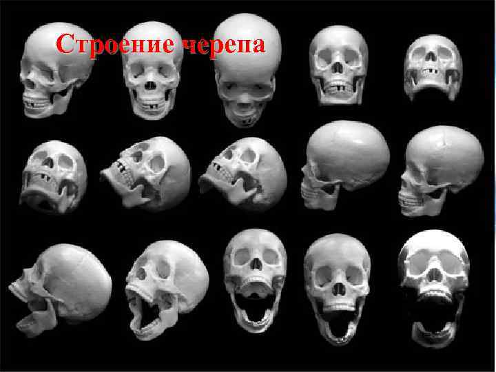 Строение черепа 