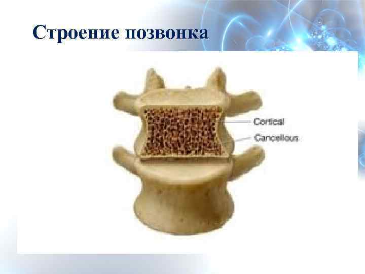 Строение позвонка 