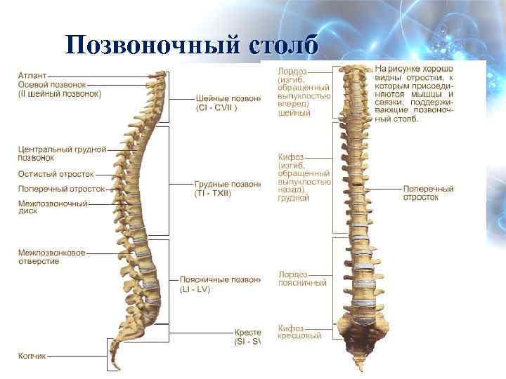 Позвоночный столб 