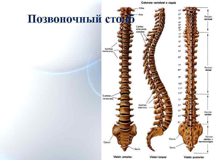 Позвоночный столб животного. Позвоночный столб животных. Позвоночный столб лошади. Позвоночный столб лошади анатомия. Строение позвонка лошади.