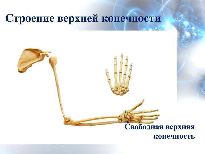 Строение верхней конечности Свободная верхняя конечность 