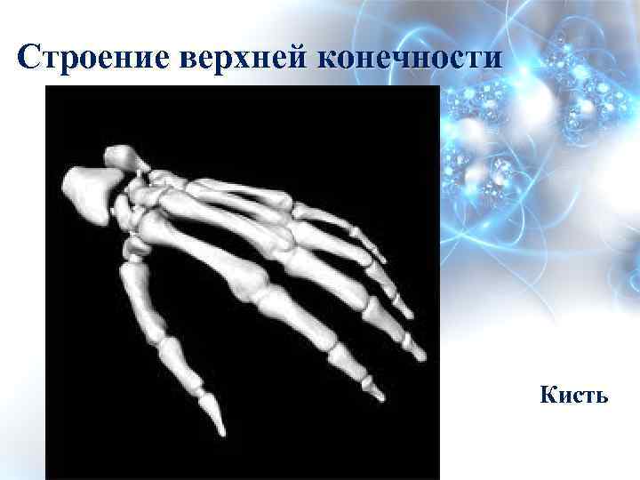 Строение верхней конечности Кисть 