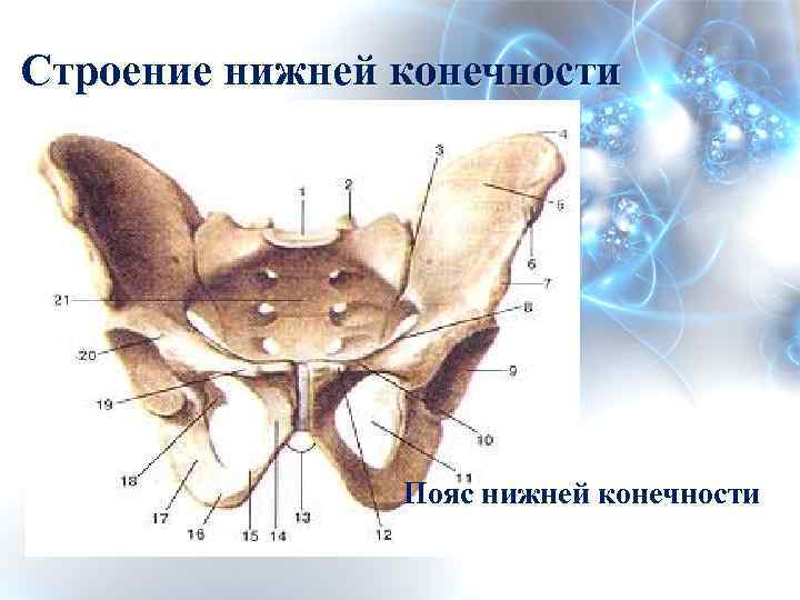 Строение нижней конечности Пояс нижней конечности 