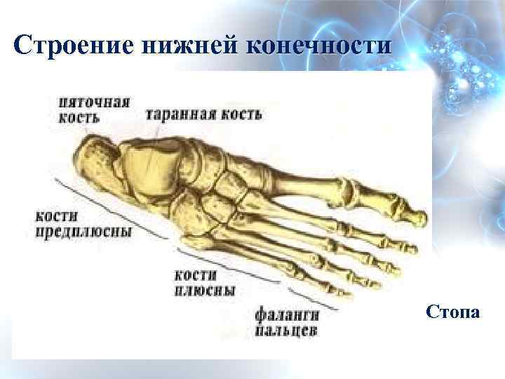 Фаланги пальца тип соединения. Строение стопы предплюсна плюсна фаланги. Анатомия стопы плюсна. Нижние конечности анатомия кости стопы. Кости. Плюсны и кости пальцев (фаланги).