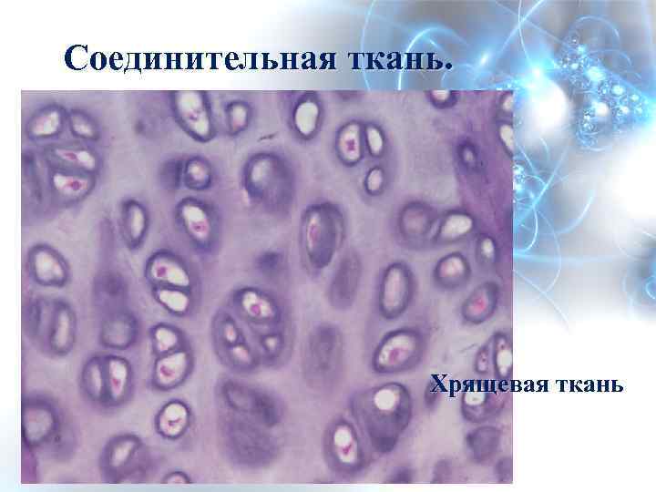Соединительная ткань. Хрящевая ткань 