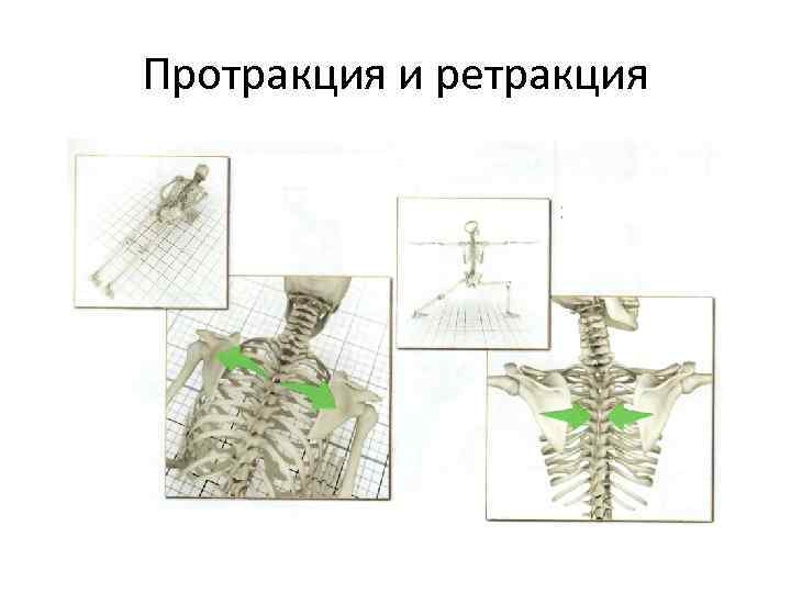 Протракция и ретракция 