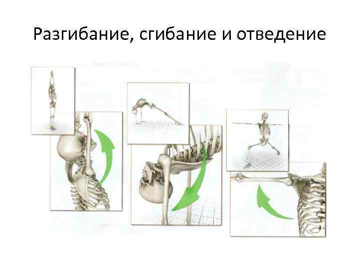 Разгибание, сгибание и отведение 