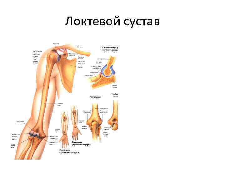 Локтевой сустав 