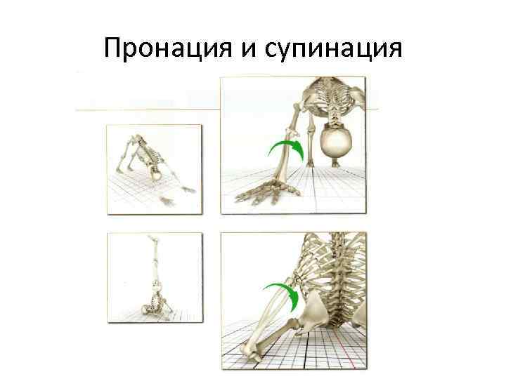 Опорно двигательный аппарат презентация