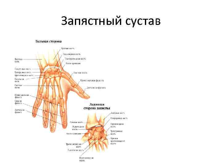 Запястный сустав 