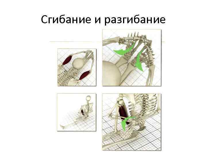 Сгибание и разгибание 
