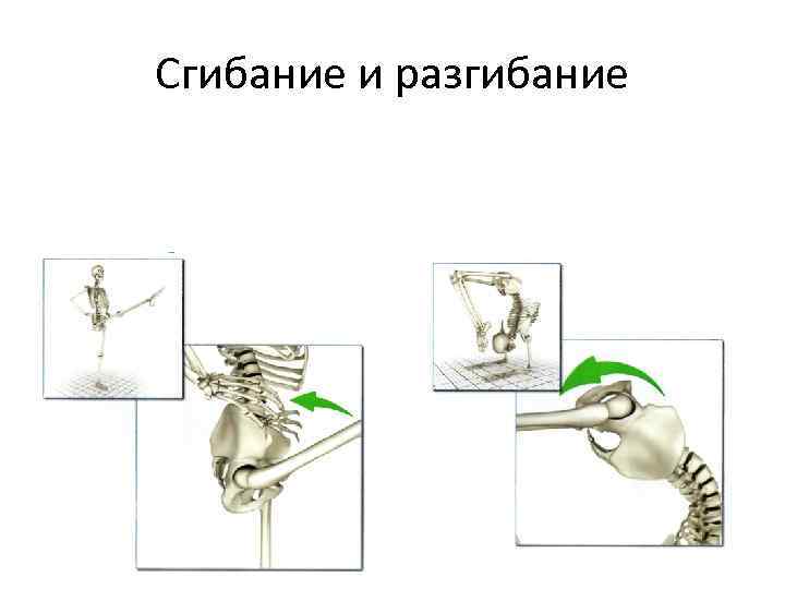 Сгибание и разгибание 