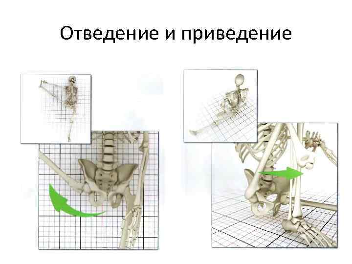 Отведение и приведение 