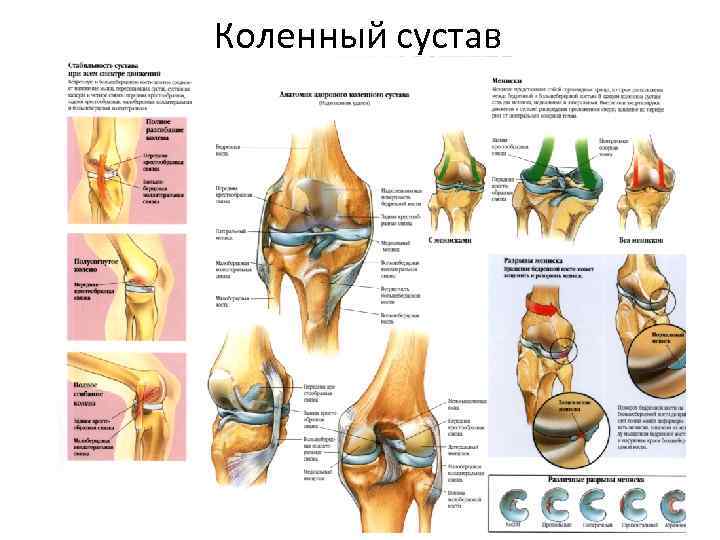 Коленный сустав 
