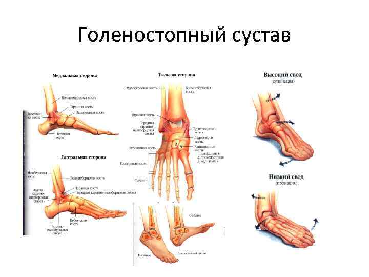 Суставы человека фото с описанием