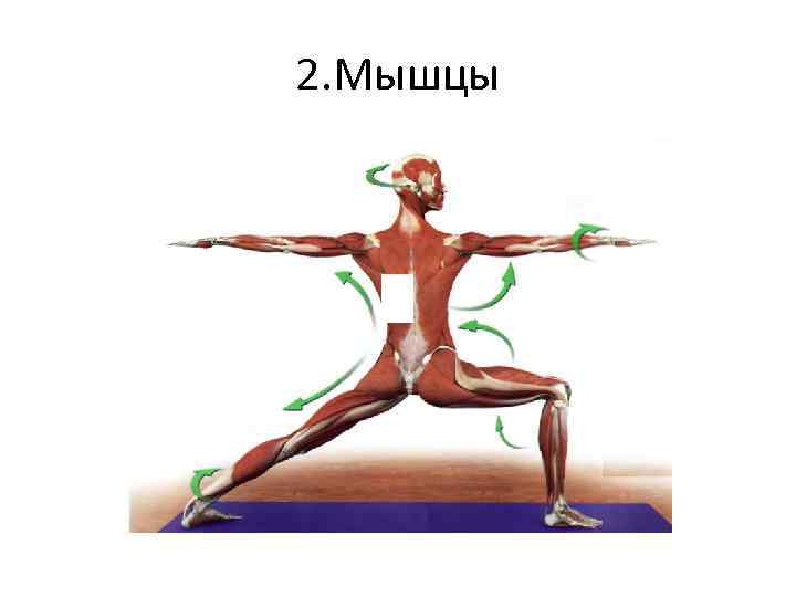 2. Мышцы 