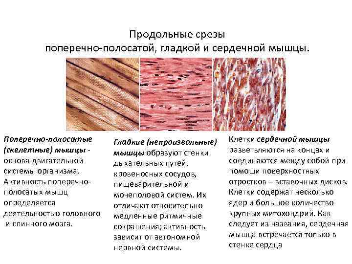 Отличия гладкой мускулатуры от поперечно полосатой. Скелетная сердечная и гладкая мышечная ткань. Поперечнополосатая Скелетная мышечная ткань строение. Строение скелетной мышцы и поперечно полосатой мышечной ткани. Поперечно полосатая мышечная ткань сердечная и Скелетная.