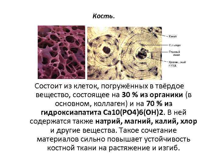 Кость состоит из клеток