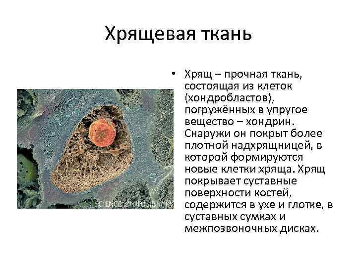 Хрящевая ткань • Хрящ – прочная ткань, состоящая из клеток (хондробластов), погружённых в упругое