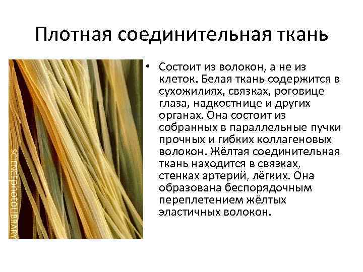Плотная соединительная ткань • Состоит из волокон, а не из клеток. Белая ткань содержится