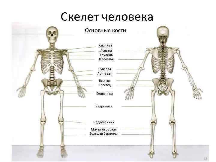 Поставить на 4 кости. Скелет человека с названием костей. Основные части скелета человека 1 класс. Основные части скелета человека 4 класс. Скелет человека с описанием всех костей.