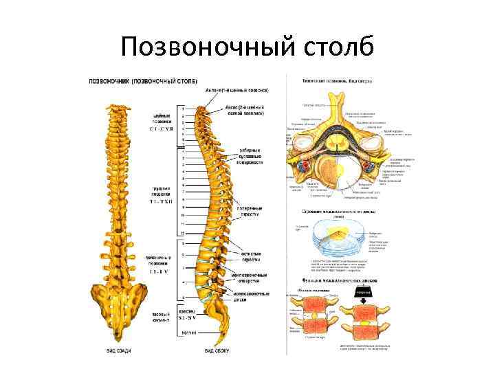 5 отделов позвоночника характерно для. Анатомия позвоночника человека кости связки. Позвоночный столб. Суставы позвоночника человека. Позвоночный столб строение.