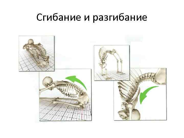 Сгибание и разгибание 