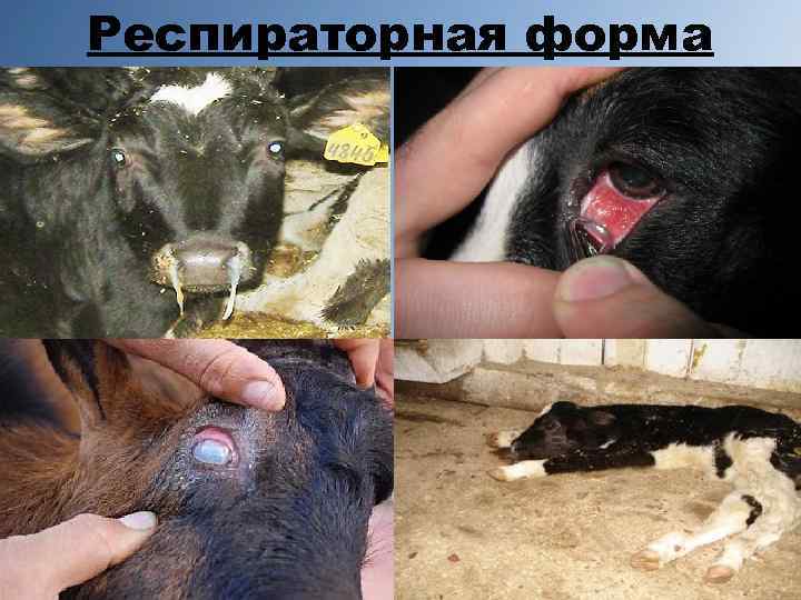 Респираторная форма 