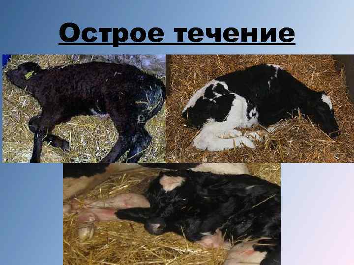 Острое течение 