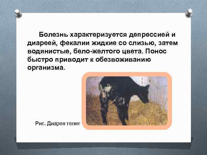  Болезнь характеризуется депрессией и диареей, фекалии жидкие со слизью, затем водянистые, бело-желтого цвета.