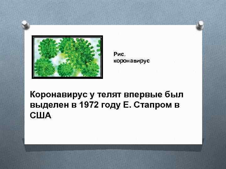 Рис. коронавирус Коронавирус у телят впервые был выделен в 1972 году Е. Стапром в