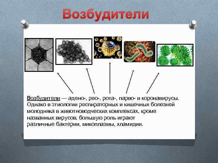 Возбудители — адено-, рео-, рота-, парво- и коронавирусы. Однако в этиологии респираторных и кишечных