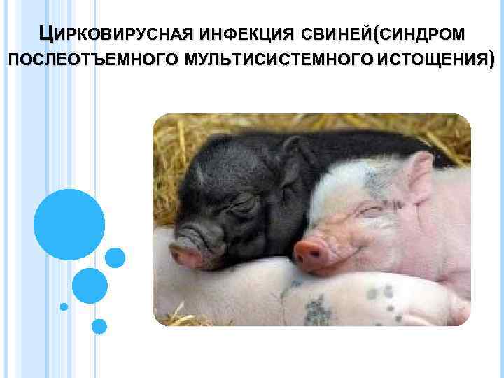 ЦИРКОВИРУСНАЯ ИНФЕКЦИЯ СВИНЕЙ(СИНДРОМ ПОСЛЕОТЪЕМНОГО МУЛЬТИСИСТЕМНОГО ИСТОЩЕНИЯ) 