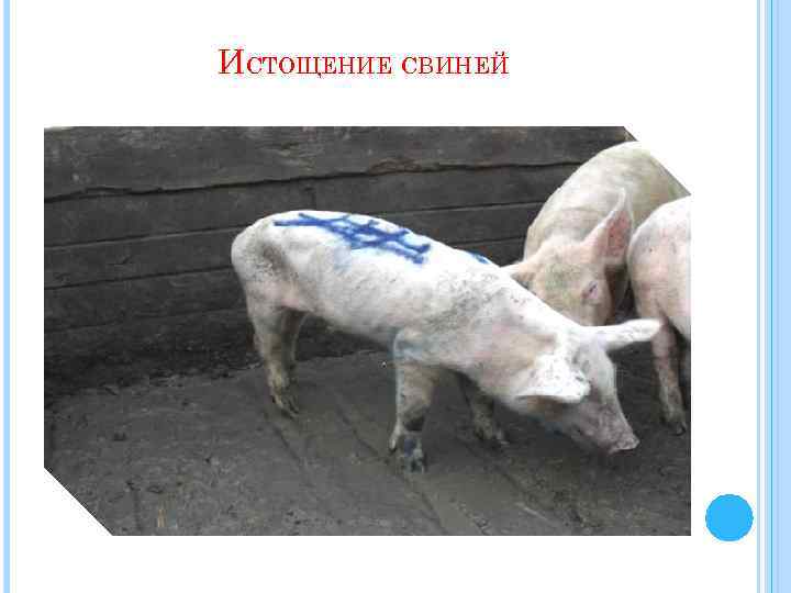 ИСТОЩЕНИЕ СВИНЕЙ 