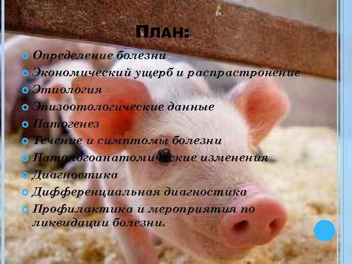 ПЛАН: Определение болезни Экономический ущерб и распрастронение Этиология Эпизоотологические данные Патогенез Течение и симптомы
