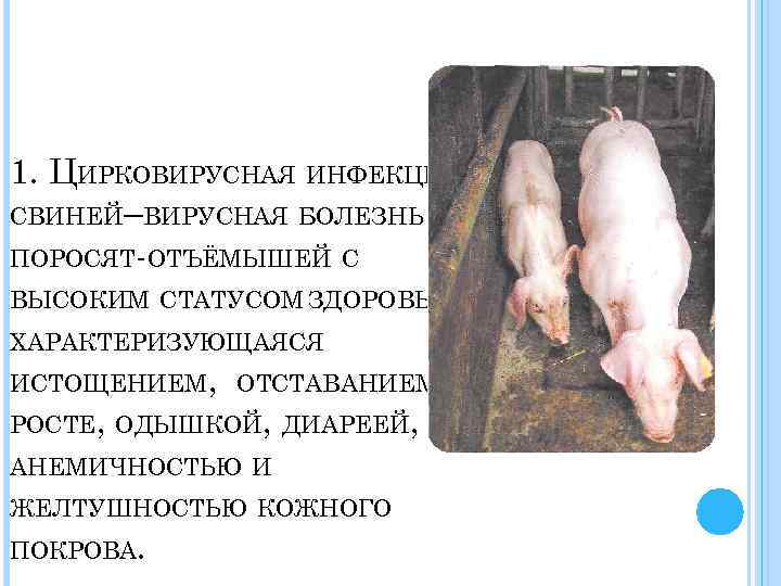 1. ЦИРКОВИРУСНАЯ ИНФЕКЦИЯ СВИНЕЙ– ВИРУСНАЯ БОЛЕЗНЬ ПОРОСЯТ-ОТЪЁМЫШЕЙ С ВЫСОКИМ СТАТУСОМ ЗДОРОВЬЯ, ХАРАКТЕРИЗУЮЩАЯСЯ ИСТОЩЕНИЕМ, ОТСТАВАНИЕМ
