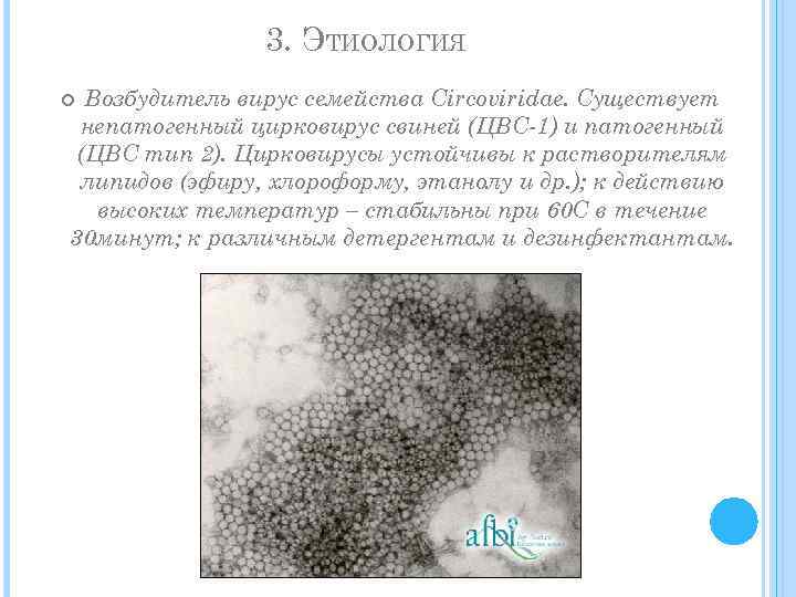 3. ЭТИОЛОГИЯ Возбудитель вирус семейства Circoviridae. Существует непатогенный цирковирус свиней (ЦВС-1) и патогенный (ЦВС