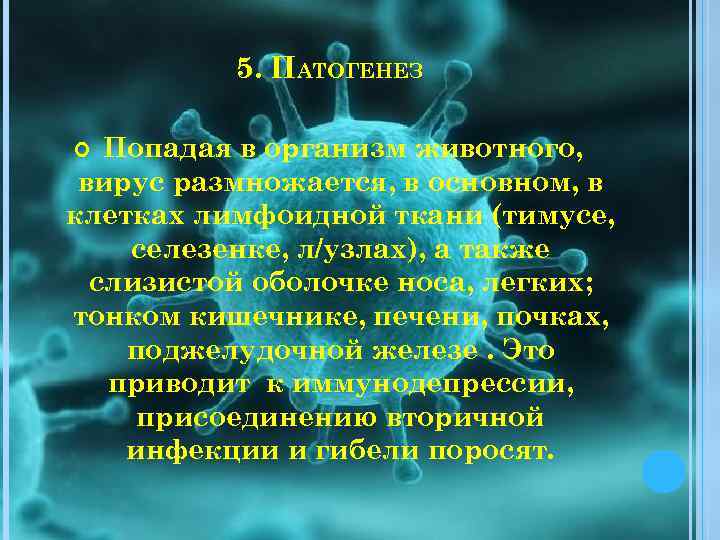 5. ПАТОГЕНЕЗ Попадая в организм животного, вирус размножается, в основном, в клетках лимфоидной ткани