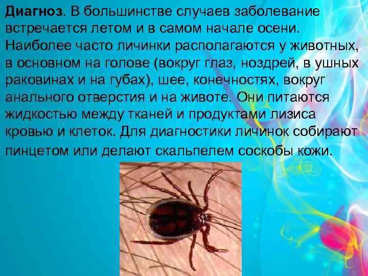 Диагноз. В большинстве случаев заболевание встречается летом и в самом начале осени. Наиболее часто