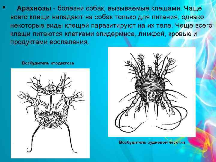  • Арахнозы - болезни собак, вызываемые клещами. Чаще всего клещи нападают на собак