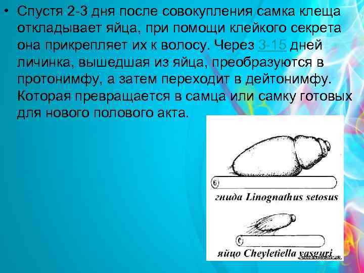  • Спустя 2 -3 дня после совокупления самка клеща откладывает яйца, при помощи