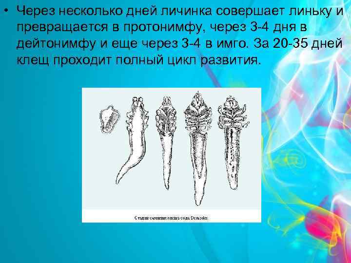  • Через несколько дней личинка совершает линьку и превращается в протонимфу, через 3