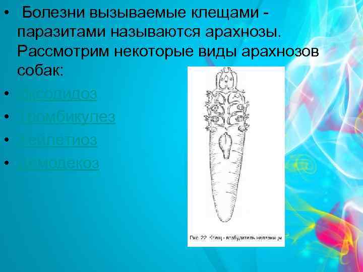  • Болезни вызываемые клещами - паразитами называются арахнозы. Рассмотрим некоторые виды арахнозов собак: