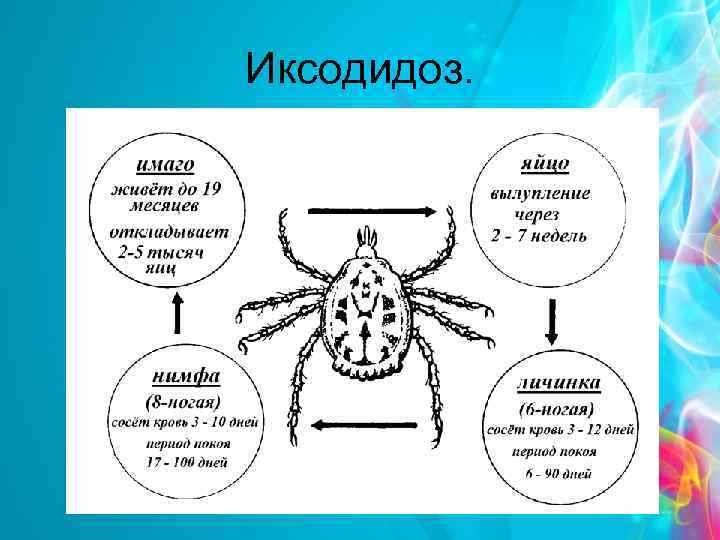 Иксодидоз. 