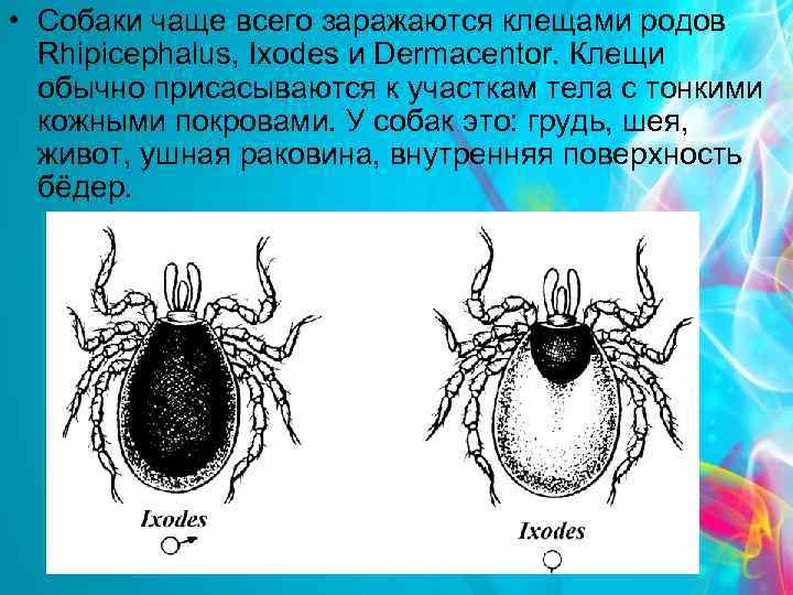  • Собаки чаще всего заражаются клещами родов Rhipicephalus, Ixodes и Dermacentor. Клещи обычно