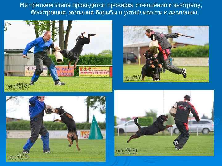 На третьем этапе проводится проверка отношения к выстрелу, бесстрашия, желания борьбы и устойчивости к