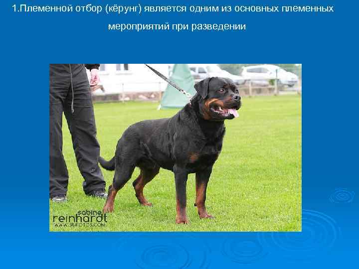 1. Племенной отбор (кёрунг) является одним из основных племенных мероприятий при разведении 