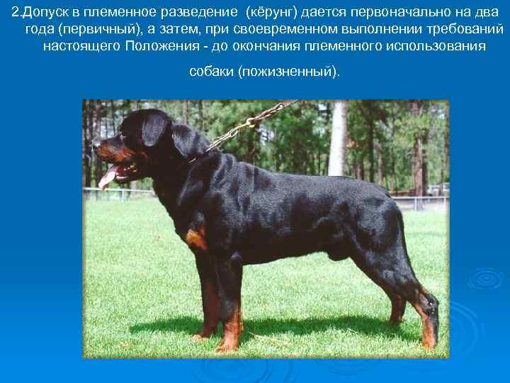2. Допуск в племенное разведение (кёрунг) дается первоначально на два года (первичный), а затем,