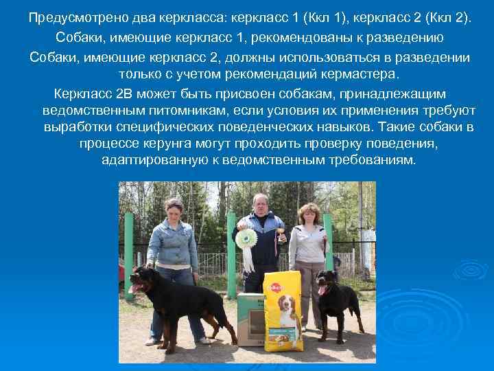 Предусмотрено два керкласса: керкласс 1 (Ккл 1), керкласс 2 (Ккл 2). Собаки, имеющие керкласс