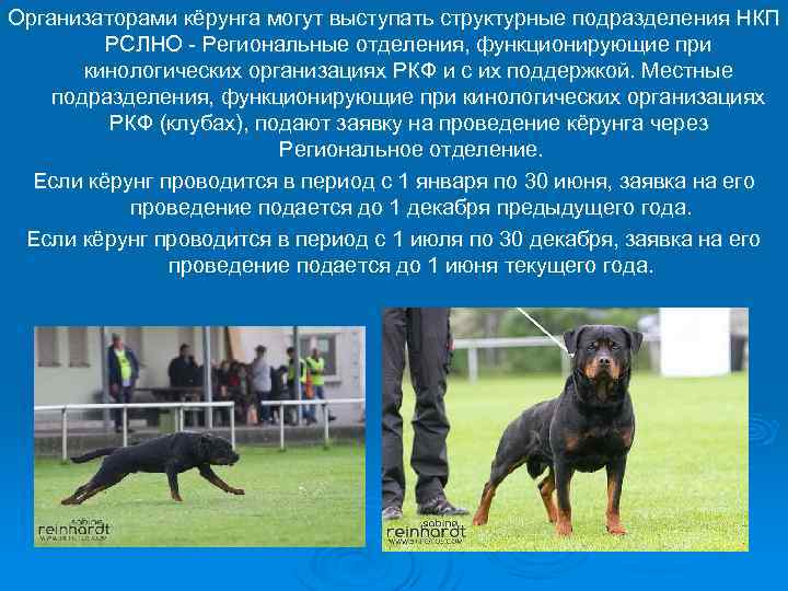 Организаторами кёрунга могут выступать структурные подразделения НКП РСЛНО - Региональные отделения, функционирующие при кинологических